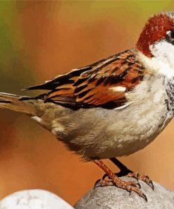 Sparrow Birdpaint by number