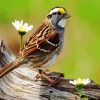 Sparrow Bird And Flowers paint by number