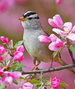 Sparrow Bird And Pink Flowers paint by numbers