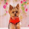 Teacup Yorkie Puppy paint by number