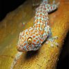 Tokay Gecko Lizard Reptile paint by number
