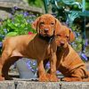 Cute Vizsla Puppies paint by numbers