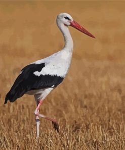 White Stork Bird paint by number