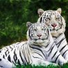 White tigers paint by number