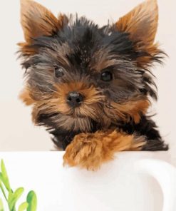 Animal Yorkie Puppy paint by numbers