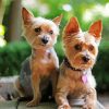 Yorkies Dogs Animal paint by numbers