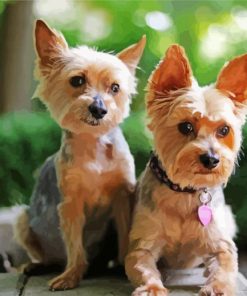 Yorkies Dogs Animal paint by numbers