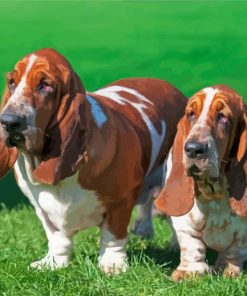 Adorable Basset Hounds paint by numbers