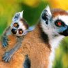 Adorable Ring Tailed Lemur paint by numbers