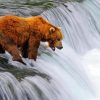 Brown Bear And Waterfall Art paint by numbers