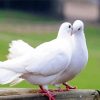 Romantic White Doves Birds paint by numbers