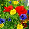 Wild Flower Meadow paint by numbers