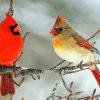 Cardinals In Winter paint by numbers