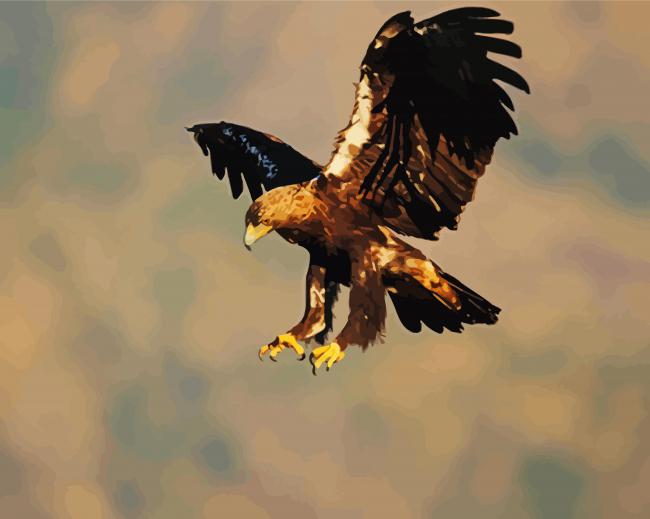 Aquila Eagle Bird paint by number