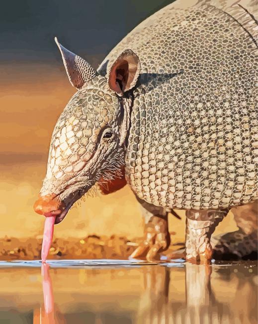 Armadillo Animal Drinking Water paint by number