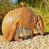 Armadillo In The Desert paint by number