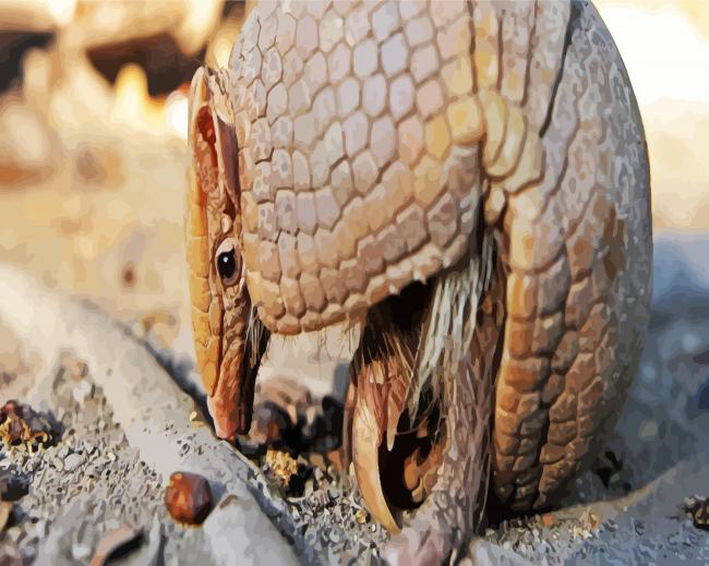 Armadillo Animal paint by number
