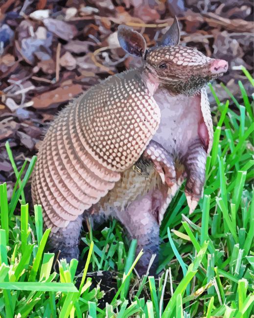Armadillo paint by number