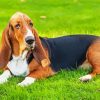 Basset Hounds Dog paint by numbers