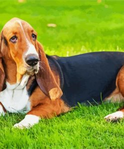 Basset Hounds Dog paint by numbers