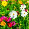 Beautiful Wild Flower Meadow paint by numbers
