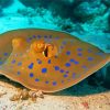 Beautiful Stingray Under Water paint by numbers
