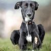 Black Lurcher Dog paint by numbers