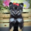 Black Maltipom Puppy paint by numbers