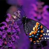 Black Swallowtail Butterfly paint by number
