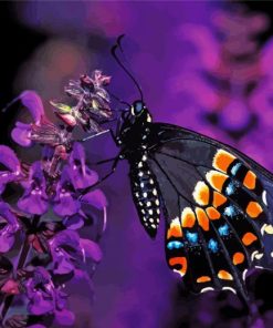 Black Swallowtail Butterfly paint by number