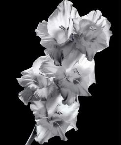 Black And White Gladiola paint by numbers