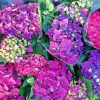 Blommor Hortensia paint by number