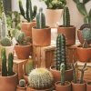 Cactus Pots Art paint by numbers