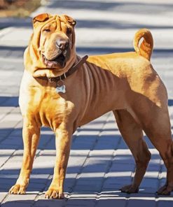 Chinese Shar Pei Standing On The Sidewalk paint by number