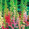 Colorful Foxglove Plants paint by numbers