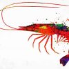 Colorful Shrimp paint by number