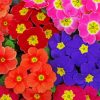 Colorful Primrose Flowers paint by number