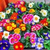 Colorful primrose paint by number
