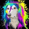 Colors Splash Saluki Dog paint by numbers