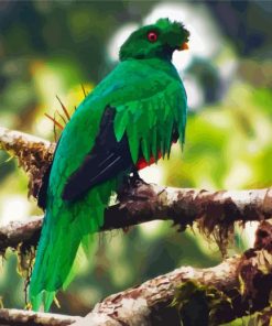 Crested Quetzal Bird On Branch paint by number