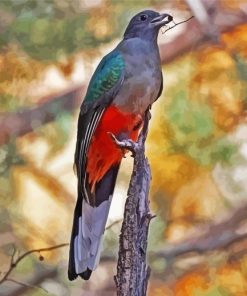 Eared Quetzal Bird paint by number