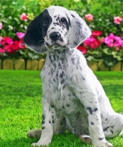 English Setter Dog paint by number