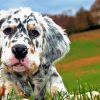 English Setter Puppy paint by number