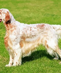 English Setter paint by number