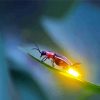 Firefly Light Insect paint by numbers