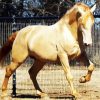 Golden Andalusian Horse paint by number