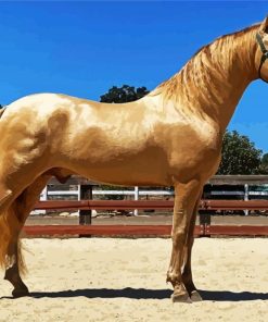 Golden Andalusian paint by number