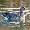 Greater White Fronted Goose paint by number
