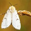 Gypsy Moth paint by number