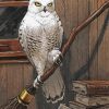 Hedwig Owl paint by number